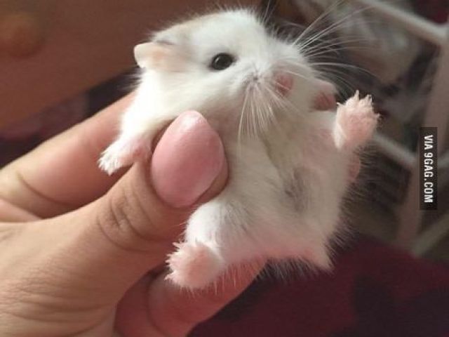 Hamsters fofoosss