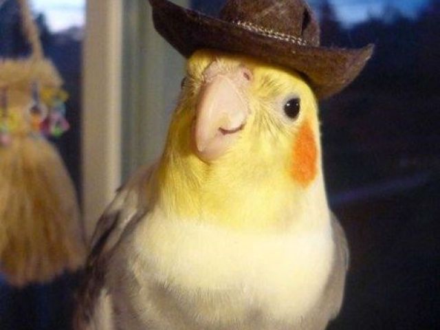 periquitos <3