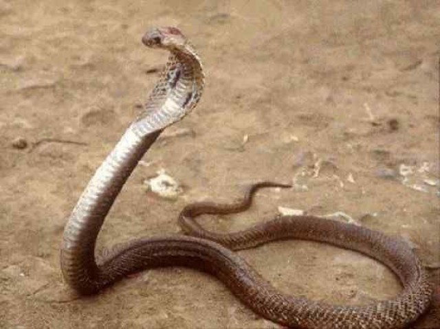 Taipan