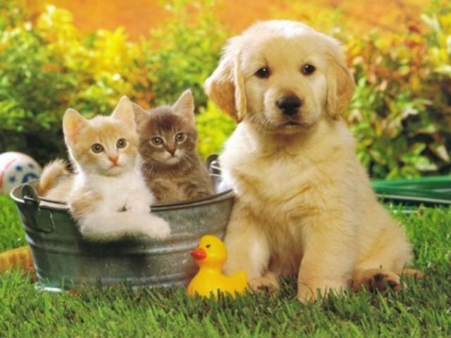 Gatos e cães: Mito ou verdade?