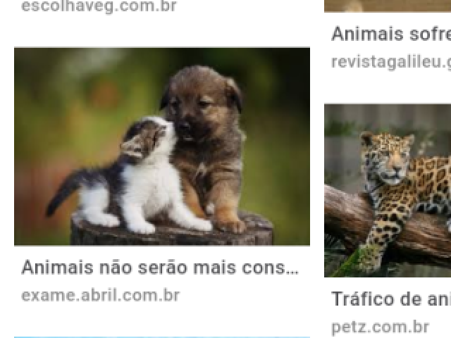 Cachorro e gatos