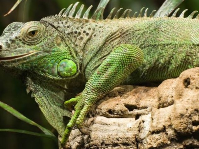 Iguana