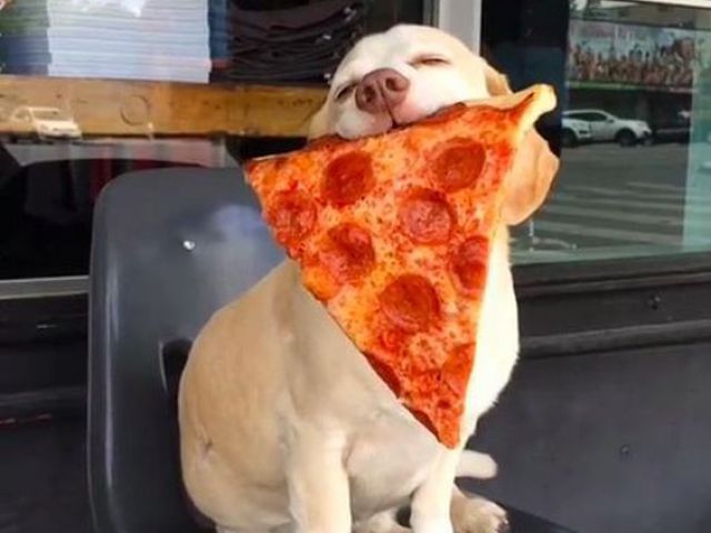 🐶🍕 amoooooo pizza