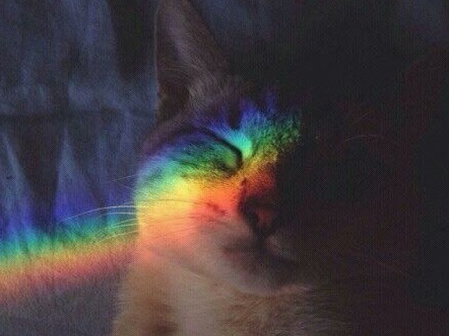 gente né!!!! os gatos são mais tumblr né ?mais tbm super fofis vou escolher esse então pq é lindoooo