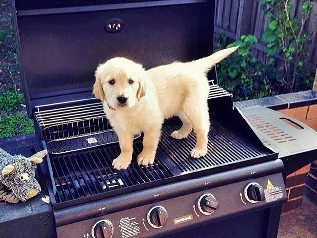 - o que vai ter pro jantar?

-cachorro quente 

-ta gente é brincadeira so muito uma palavra fofo