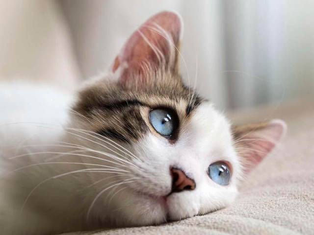 Gato