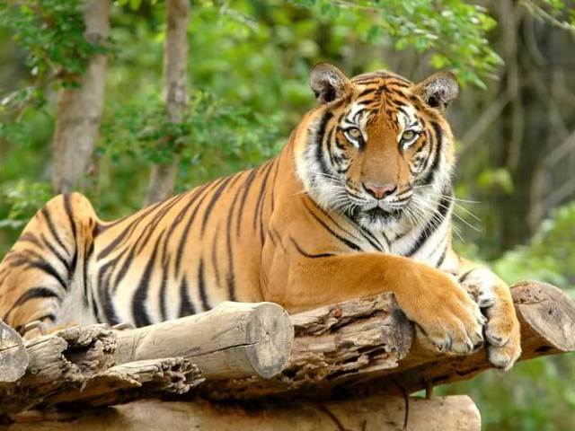 Tigre
