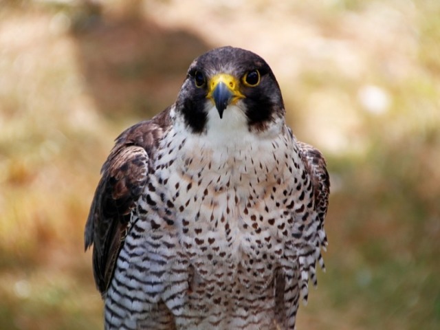 Falcão-Peregrino