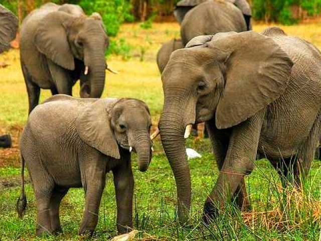 Qual animal mais combina com você?