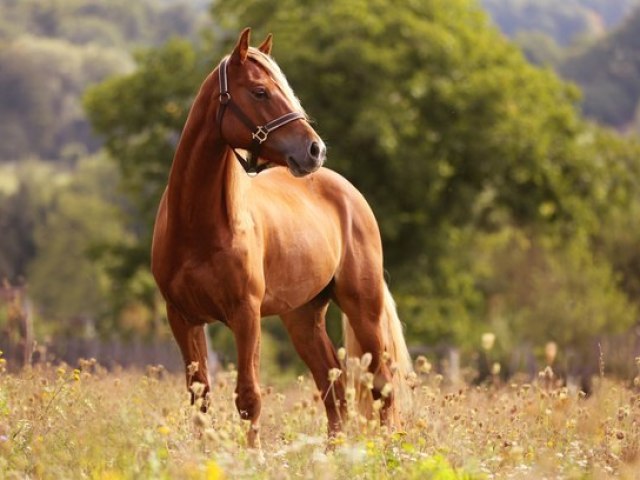 Cavalo