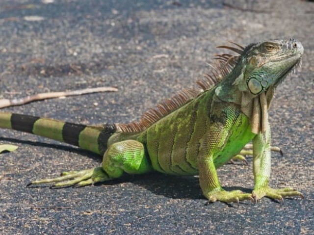 Iguana