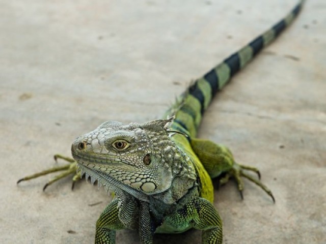 Iguana