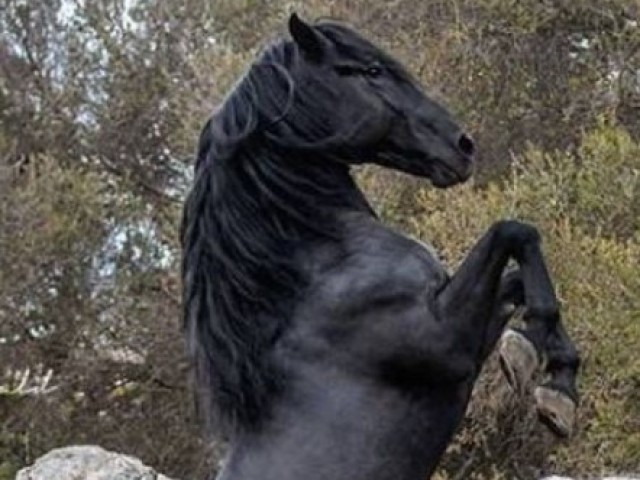 Cavalo