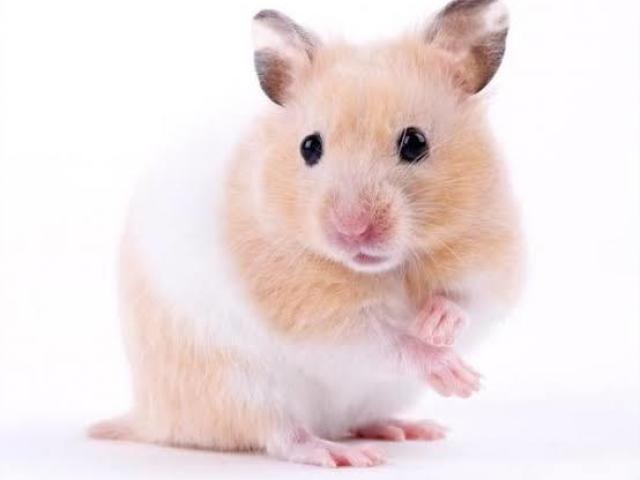 _Hamster_