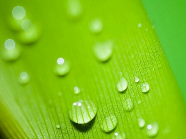 Sua vida é verde