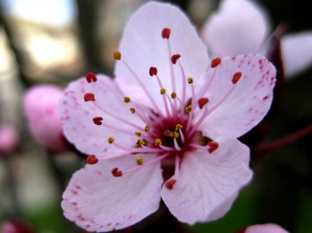 Sakura