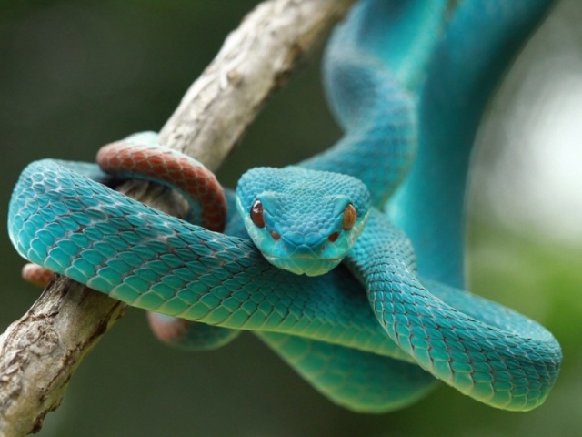Será que você entende sobre serpentes?