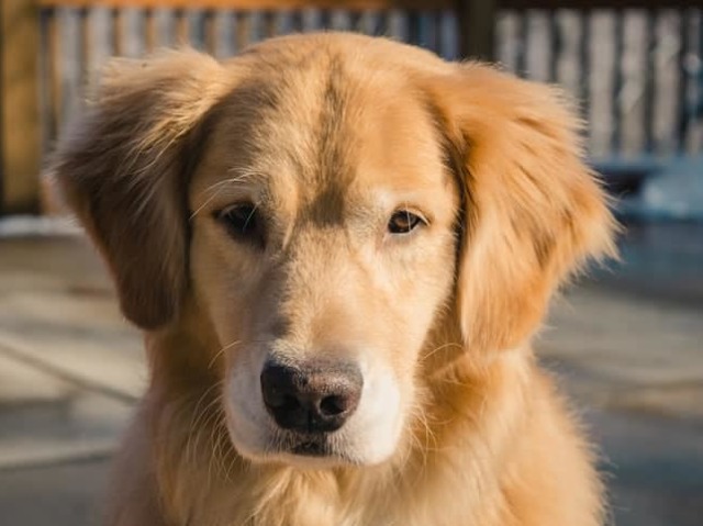 Cachorro
