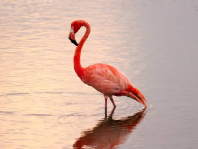 Flamingo