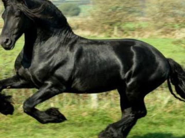 Cavalo preto