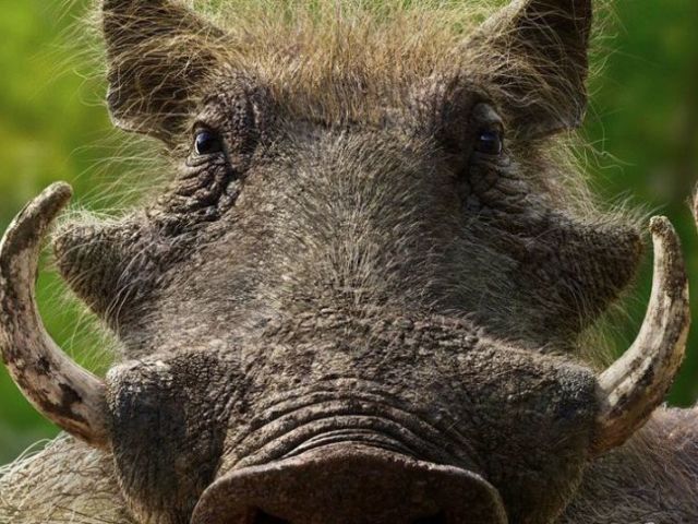 Pumba