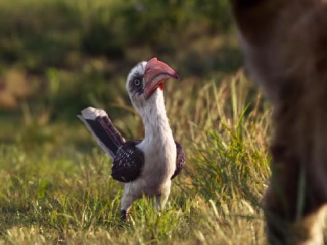 Zazu