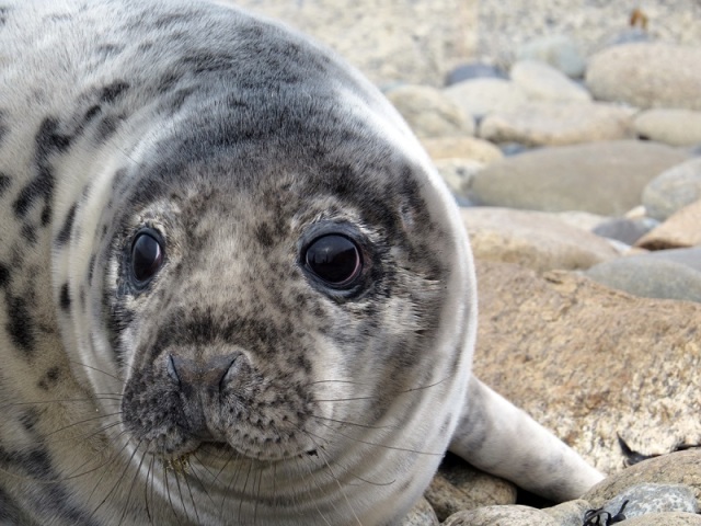 Foca