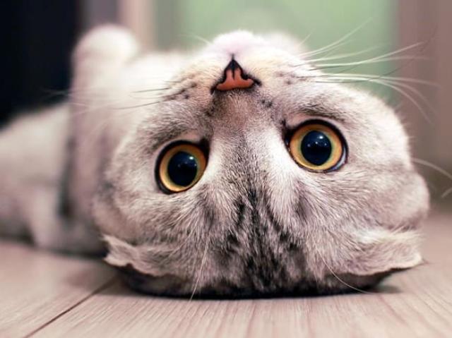 Gato