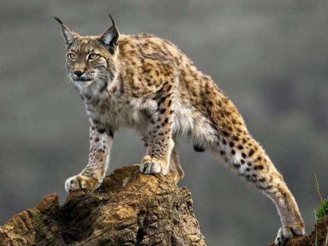 Lince-ibérico