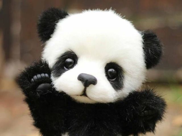 panda