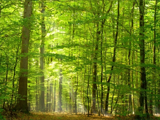 Eu procuraria uma vista com vida, para que minha mente se sinta longe da tristeza e sinta em paz.