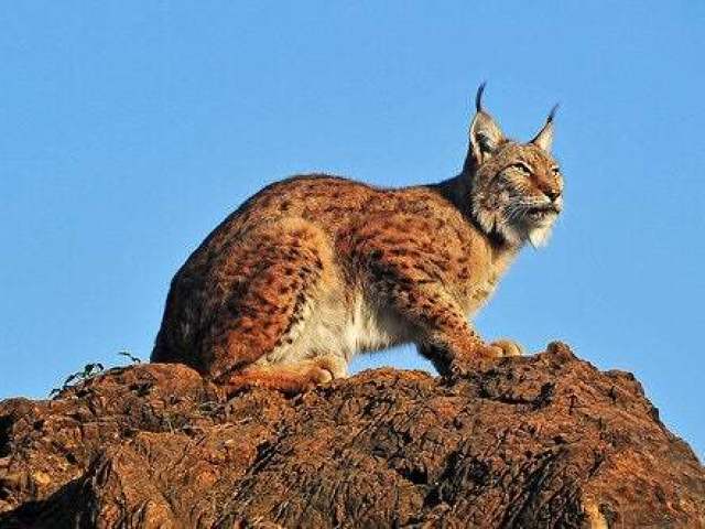 Lince