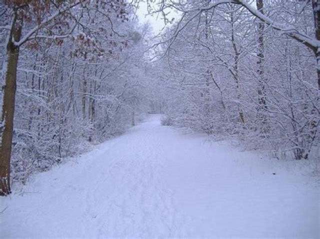 um manto de neve branquinha no chão