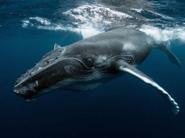 Baleia