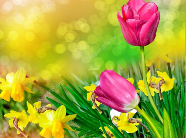 Primavera
