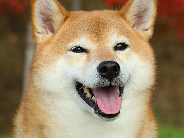 Shiba