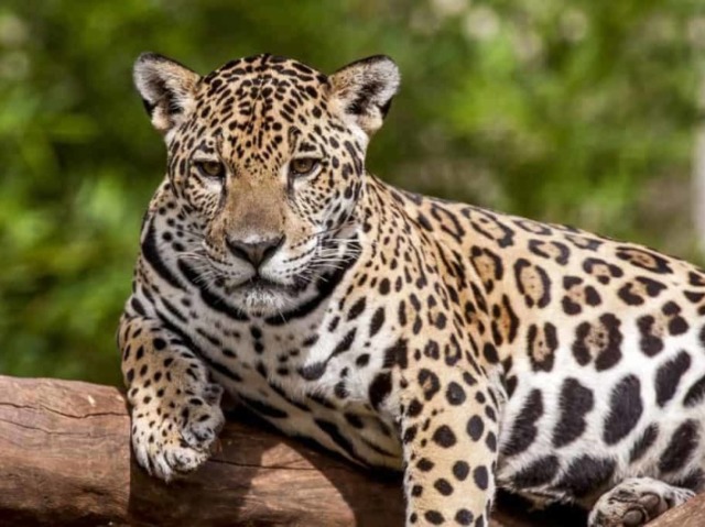 Quanto você entende sobre animais Terrestres?