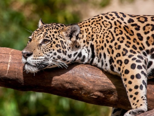 O que você sabe sobre os animais brasileiros?