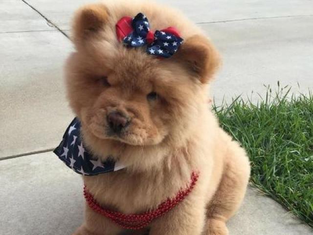 Um Chow-chow