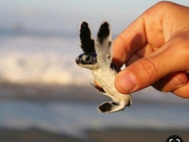 Iria pelo mar montada em uma tartaruga