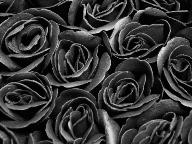 Uma roseira com rosas pretas,lindas!!!
