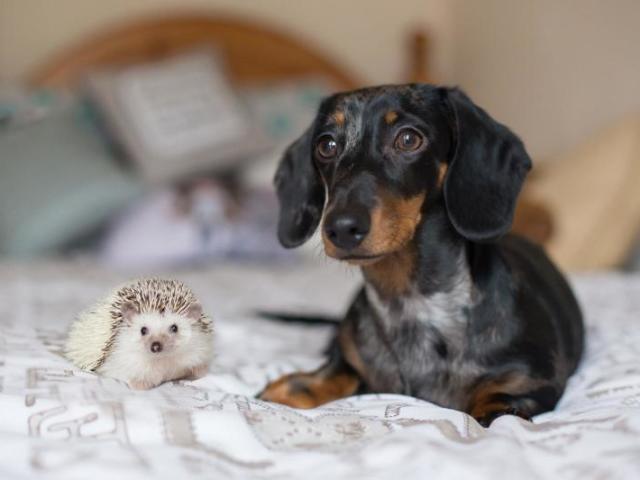 Qual animal de estimação combina com você?