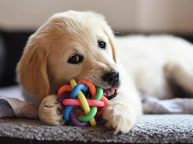 Cachorro