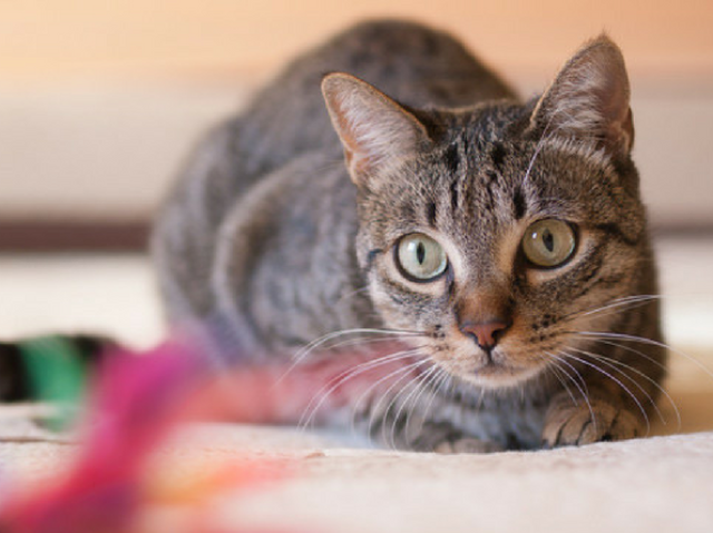 Gato