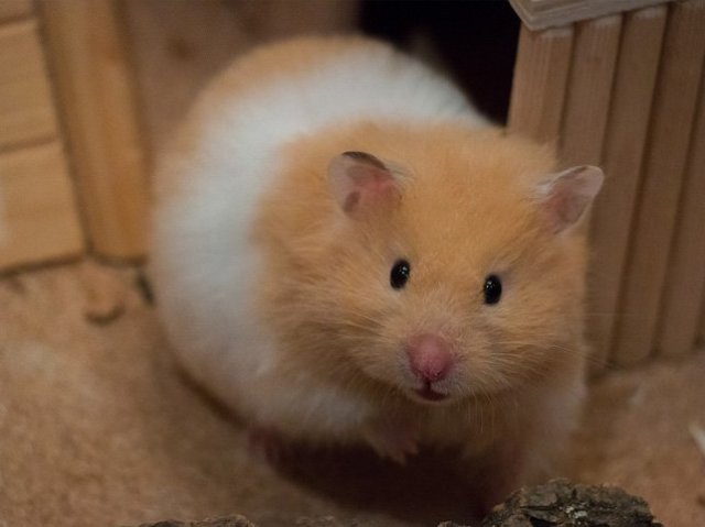 Hamster