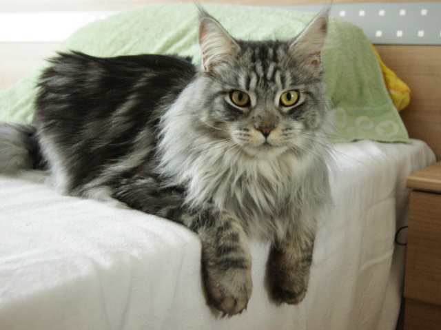 Maine Coon