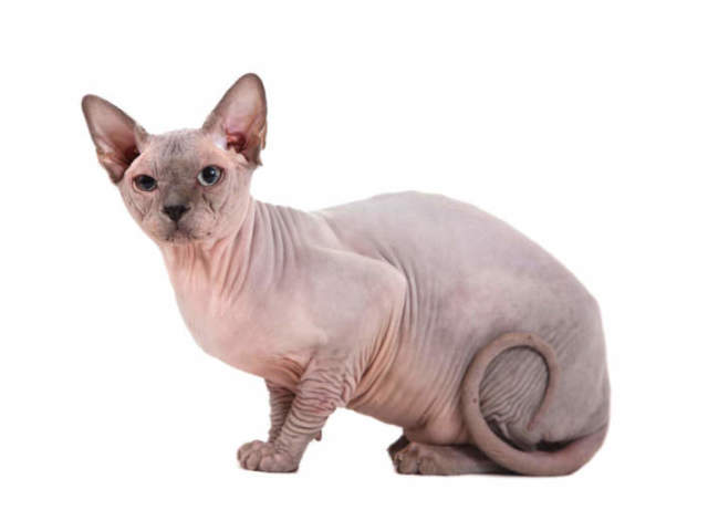 Sphynx