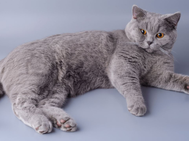 British Shorthair