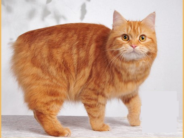 Manx