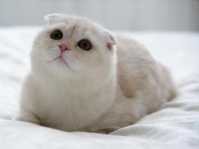 Scottish Fold